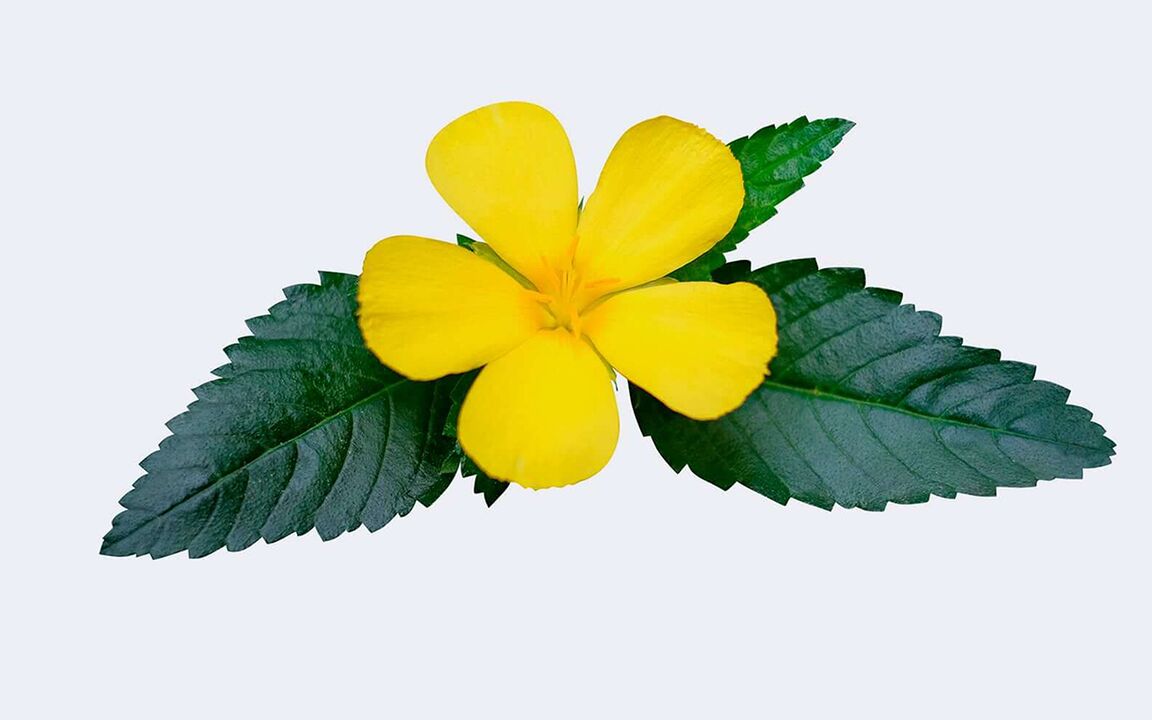 Damiana leaf in Rhino Gold